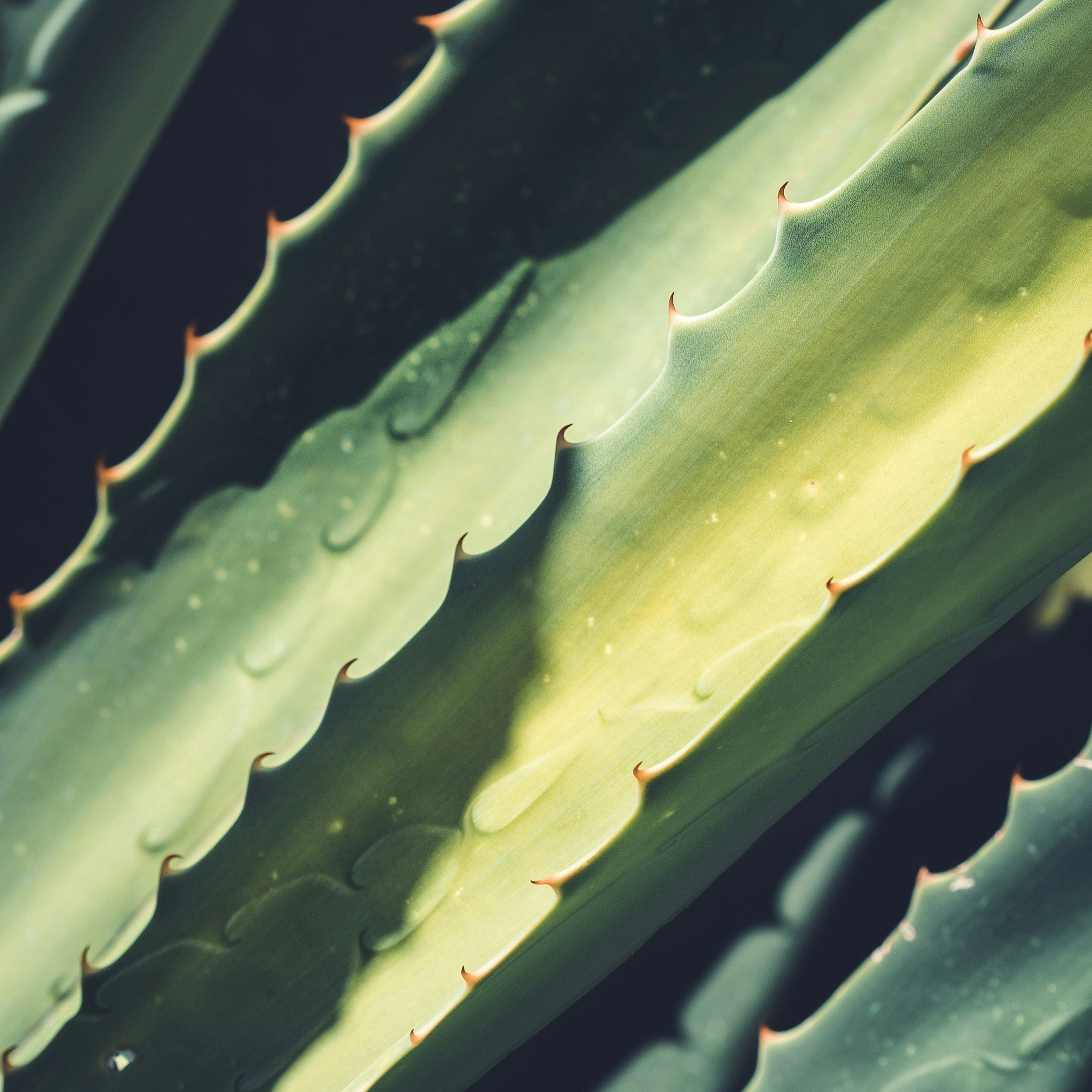 Aloe Vera Gel for Afro & Curly Hair