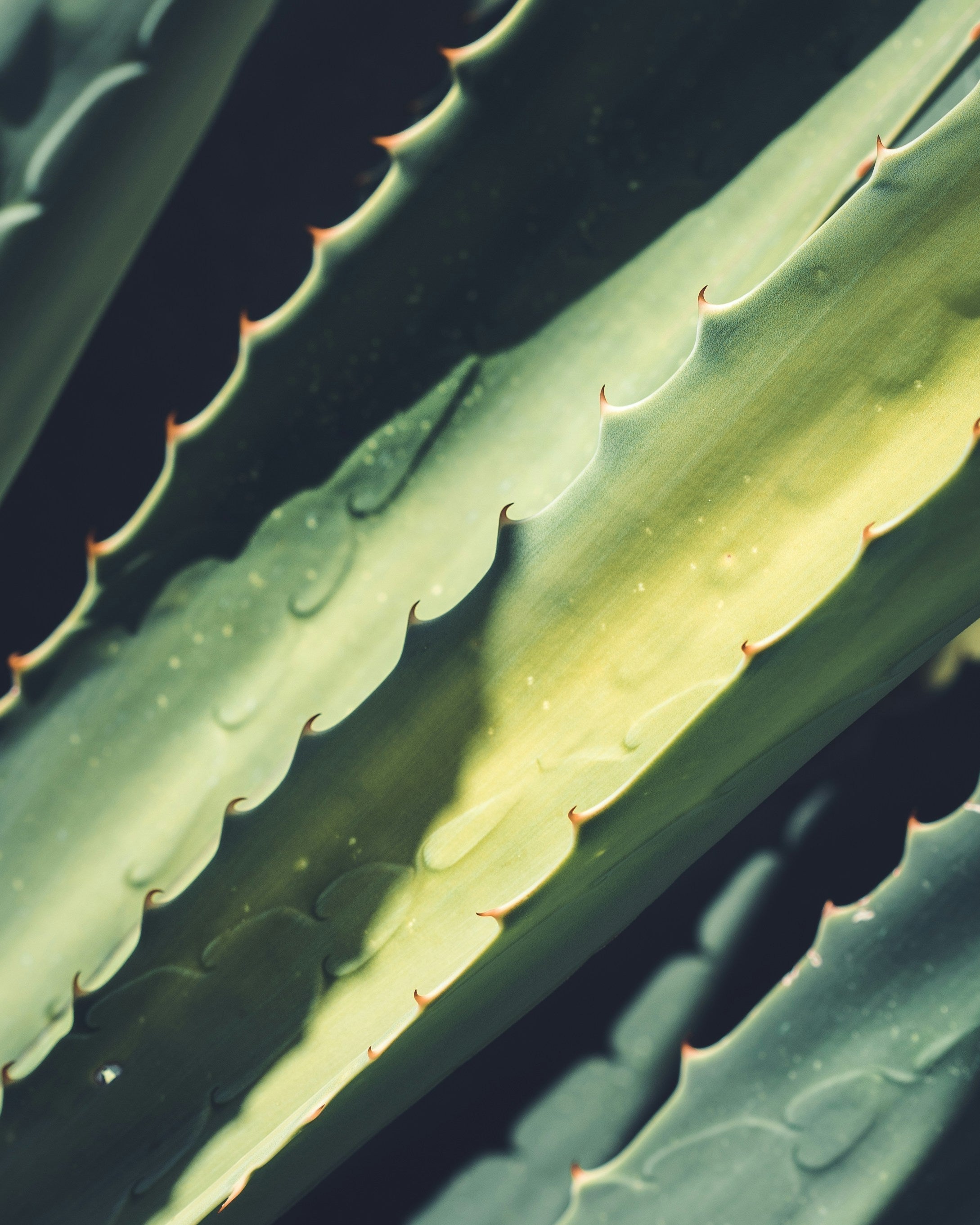 Aloe Vera Gel for Afro & Curly Hair